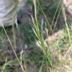 Rytidosperma sp. at Hall, ACT - 12 Jan 2024 09:15 AM