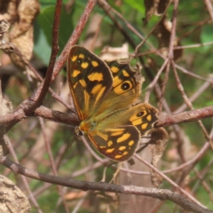 Heteronympha paradelpha (Spotted Brown) at Monga, NSW - 26 Jan 2024 by MatthewFrawley