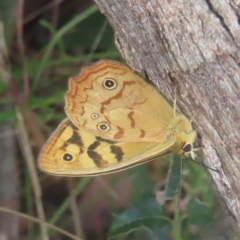 Heteronympha paradelpha (Spotted Brown) at QPRC LGA - 25 Jan 2024 by MatthewFrawley