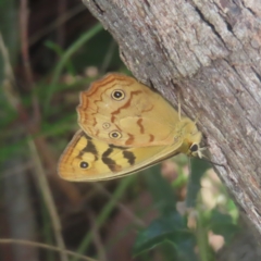 Heteronympha paradelpha at Monga National Park - 26 Jan 2024