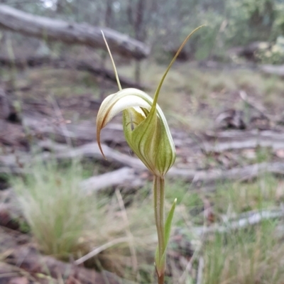 Diplodium reflexum (Dainty Greenhood) at Mount Clear, ACT - 25 Jan 2024 by shoko