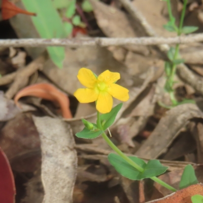 Hypericum gramineum (Small St Johns Wort) at Monga, NSW - 25 Jan 2024 by MatthewFrawley