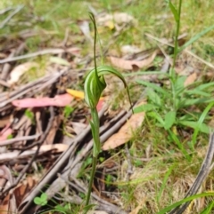 Diplodium decurvum (Summer greenhood) at Namadgi National Park - 26 Jan 2024 by shoko