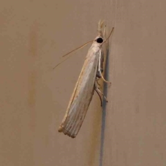 Culladia cuneiferellus (Crambinae moth) at Turner, ACT - 22 Jan 2024 by ConBoekel