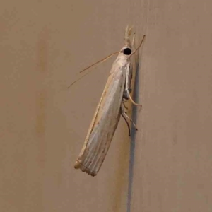 Culladia cuneiferellus at Turner, ACT - 22 Jan 2024 09:19 PM