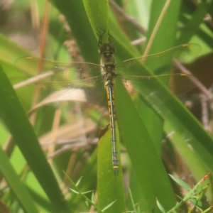 Hemicordulia tau at Monga National Park - 26 Jan 2024 10:53 AM