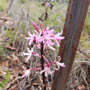 Dipodium roseum at Shannons Flat, NSW - suppressed