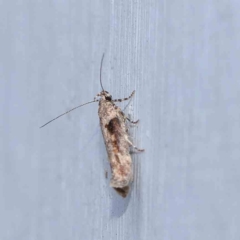 Symmetrischema tangolias (Andean Potato Tuber Moth) at Turner, ACT - 23 Jan 2024 by ConBoekel