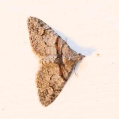 Phrissogonus laticostata (Apple looper moth) at Turner, ACT - 22 Jan 2024 by ConBoekel