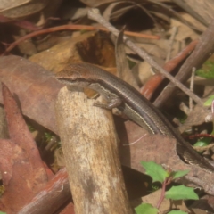 Lampropholis guichenoti (Common Garden Skink) at QPRC LGA - 25 Jan 2024 by MatthewFrawley