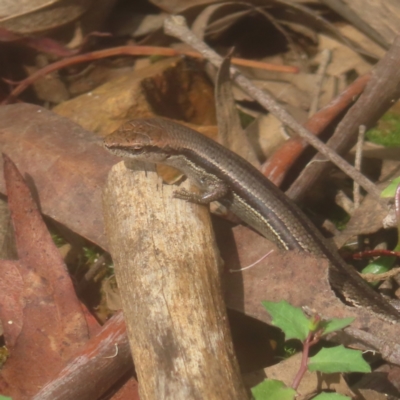 Lampropholis guichenoti (Common Garden Skink) at Monga, NSW - 25 Jan 2024 by MatthewFrawley