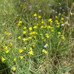 Tricoryne elatior at Gunning Bush Block - 27 Jan 2024