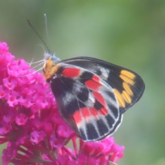 Delias harpalyce (Imperial Jezebel) at QPRC LGA - 26 Jan 2024 by MatthewFrawley