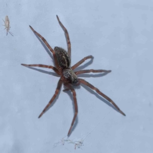 Badumna (genus) at Turner, ACT - 23 Jan 2024 08:47 PM