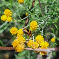 Aporocera (Aporocera) speciosa at Justice Robert Hope Reserve (JRH) - 27 Jan 2024