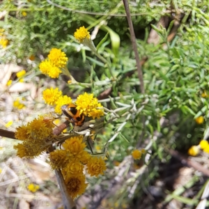 Aporocera (Aporocera) speciosa at Justice Robert Hope Reserve (JRH) - 27 Jan 2024