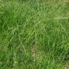 Microlaena stipoides (Weeping Grass) at Gunning Bush Block - 27 Jan 2024 by JohnS