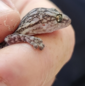 Christinus marmoratus at Cook, ACT - 27 Jan 2024