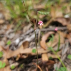 Pullenia gunnii (A Tick-Trefoil) at Mirador, NSW - 27 Jan 2024 by BethanyDunne