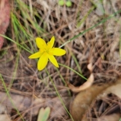 Tricoryne elatior (Yellow Rush Lily) at Mirador, NSW - 27 Jan 2024 by BethanyDunne