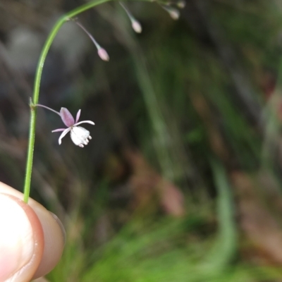 Arthropodium sp. South-east Highlands (N.G.Walsh 811) Vic. Herbarium at Mirador, NSW - 27 Jan 2024 by BethanyDunne