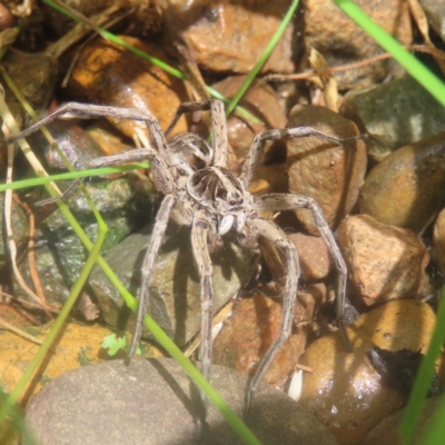 Tasmanicosa sp. (genus) (Tasmanicosa wolf spider) at QPRC LGA - 26 Jan 2024 by MatthewFrawley