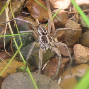 Tasmanicosa sp. (genus) at QPRC LGA - 26 Jan 2024