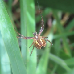 Araneinae (subfamily) (Orb weaver) at QPRC LGA - 26 Jan 2024 by MatthewFrawley