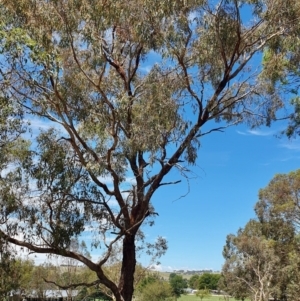 Eucalyptus bridgesiana at Gunning Bush Block - 27 Jan 2024 02:27 PM