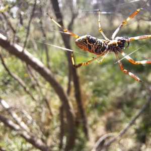 Trichonephila edulis at Justice Robert Hope Reserve (JRH) - 27 Jan 2024