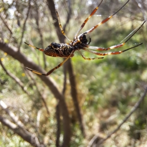 Trichonephila edulis at Justice Robert Hope Reserve (JRH) - 27 Jan 2024 11:31 AM