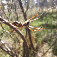 Trichonephila edulis at Justice Robert Hope Reserve (JRH) - 27 Jan 2024 11:31 AM