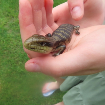 Tiliqua scincoides scincoides (Eastern Blue-tongue) at QPRC LGA - 26 Jan 2024 by MatthewFrawley