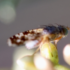 Austrotephritis poenia at GG95 - 27 Jan 2024