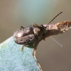 Eboo sp. (genus) at GG154 - 27 Jan 2024 05:04 PM