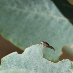 Eboo sp. (genus) at GG154 - 27 Jan 2024