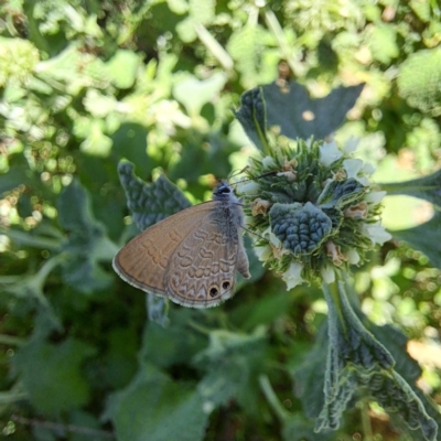 Nacaduba biocellata (Two-spotted Line-Blue) at Watson, ACT - 27 Jan 2024 by abread111