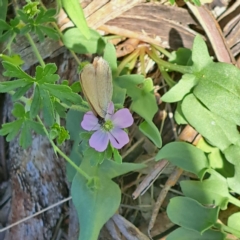 Nacaduba biocellata at Justice Robert Hope Reserve (JRH) - 27 Jan 2024 11:47 AM