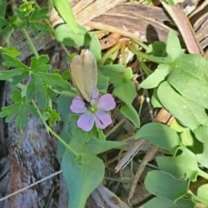 Nacaduba biocellata at Justice Robert Hope Reserve (JRH) - 27 Jan 2024 11:47 AM