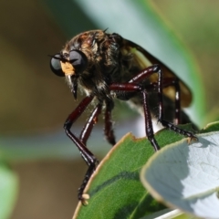 Unidentified Robber fly (Asilidae) at Hughes, ACT - 27 Jan 2024 by LisaH