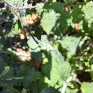 Zygoptera (suborder) at Justice Robert Hope Reserve (JRH) - 27 Jan 2024