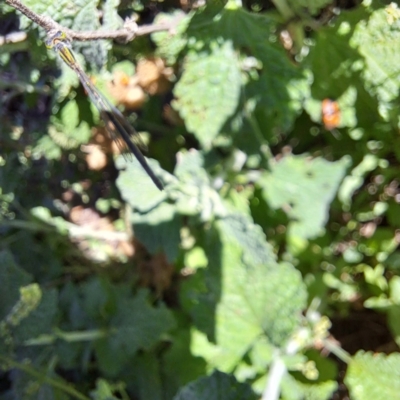 Zygoptera (suborder) (Damselfly) at Justice Robert Hope Reserve (JRH) - 27 Jan 2024 by abread111