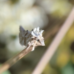 Heliocosma argyroleuca (A tortrix or leafroller moth) at Hughes Grassy Woodland - 27 Jan 2024 by LisaH