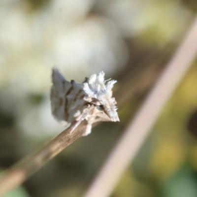 Heliocosma argyroleuca (A tortrix or leafroller moth) at Hughes Grassy Woodland - 27 Jan 2024 by LisaH