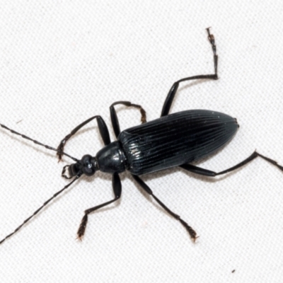 Tanychilus sp. (genus) (Comb-clawed beetle) at Higgins, ACT - 25 Jan 2024 by AlisonMilton