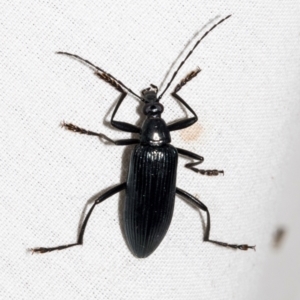 Tanychilus sp. (genus) at Higgins, ACT - 25 Jan 2024