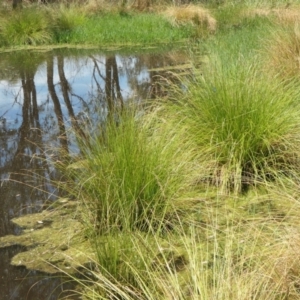 Carex appressa at Gunning Bush Block - 27 Jan 2024