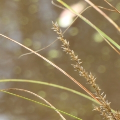 Carex appressa at Gunning Bush Block - 27 Jan 2024