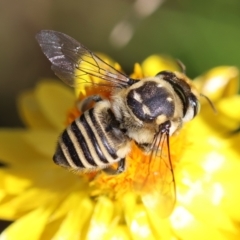 Megachile (Eutricharaea) macularis (Leafcutter bee, Megachilid bee) at Hughes Grassy Woodland - 27 Jan 2024 by LisaH