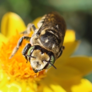 Megachile (Eutricharaea) macularis at Red Hill to Yarralumla Creek - 27 Jan 2024 04:42 PM